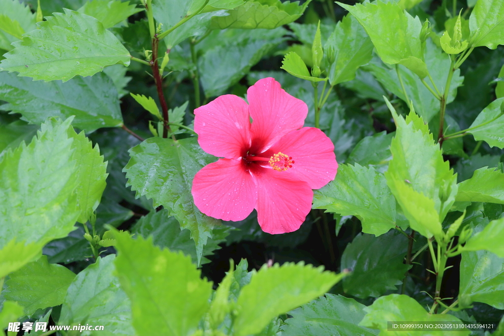 扶桑花