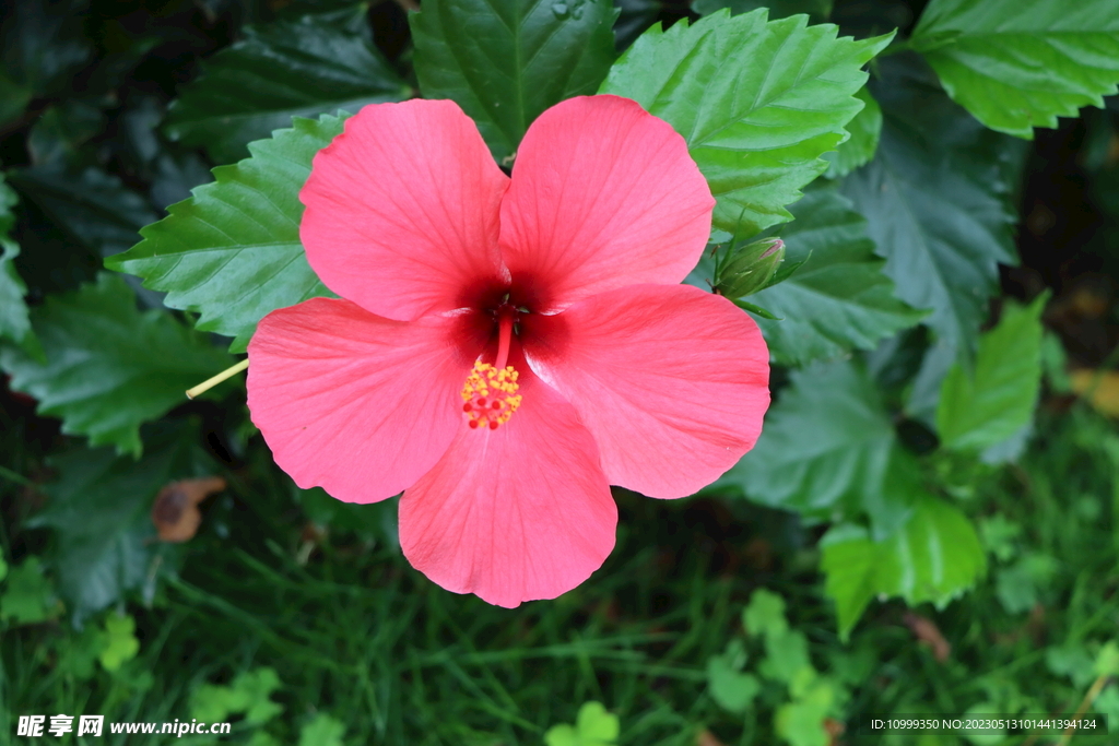 扶桑花