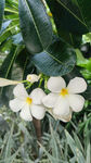 小白花