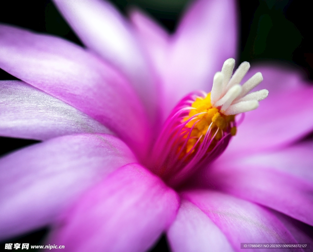 美花角