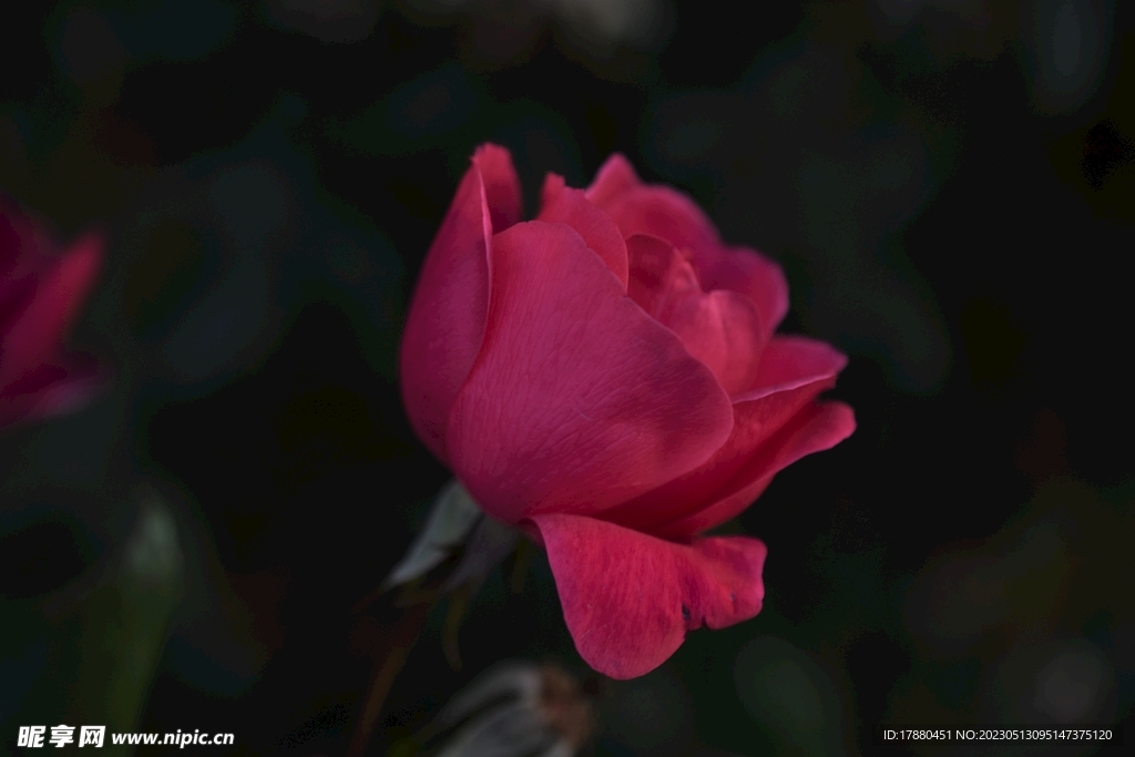 月季花