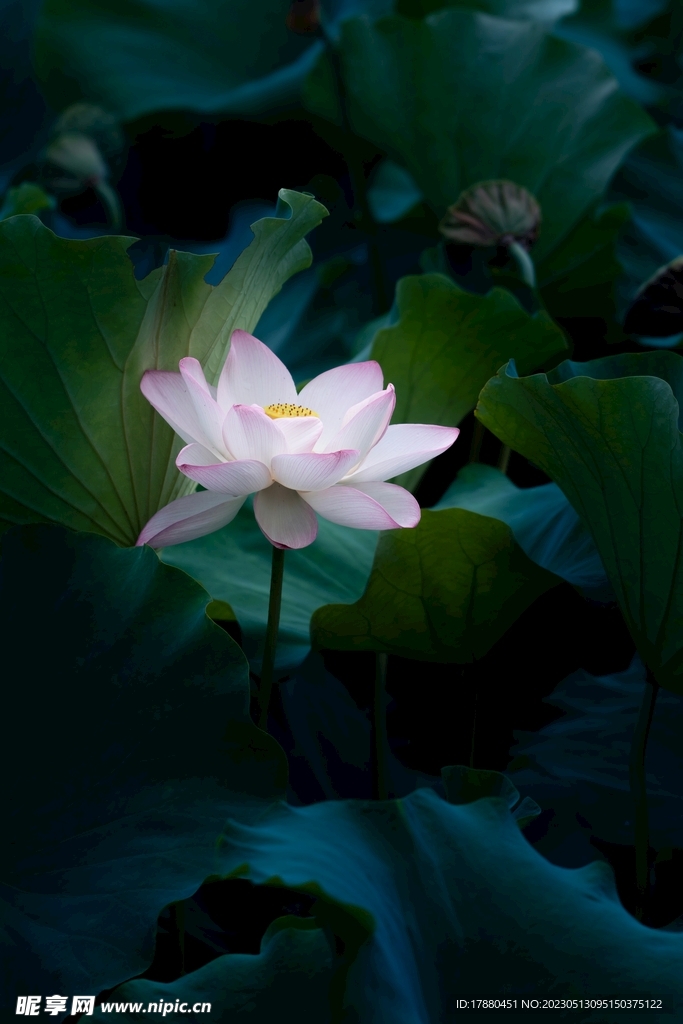 荷花