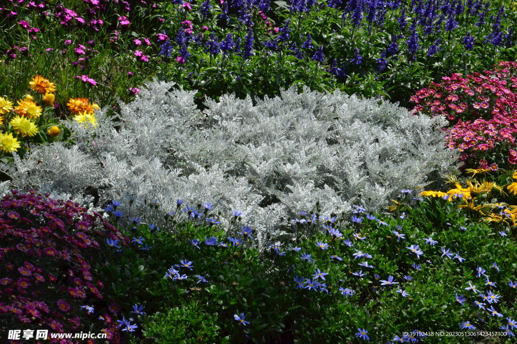 雪叶菊