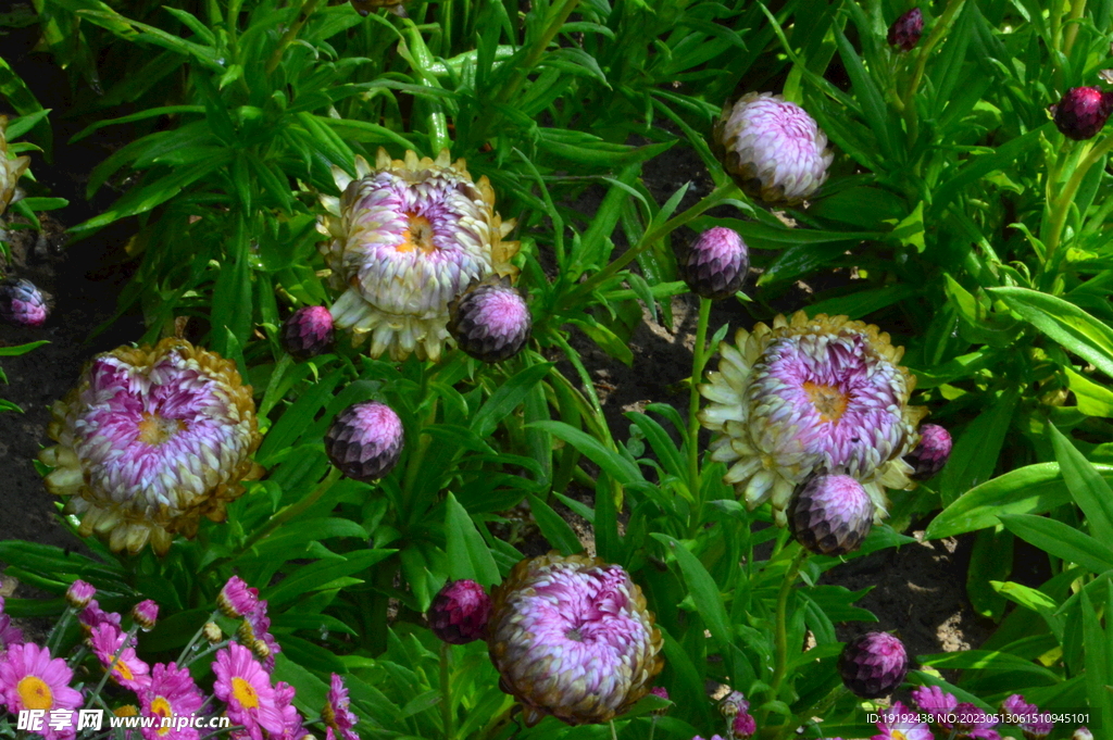 蜡菊 