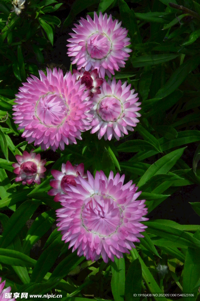 蜡菊 