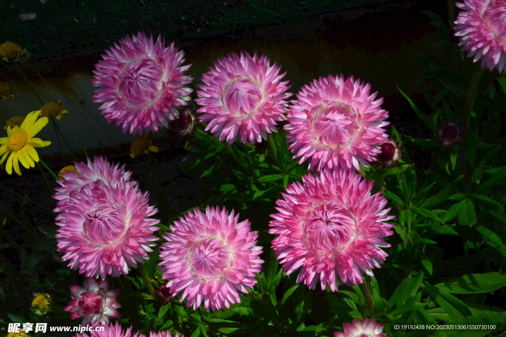 蜡菊 