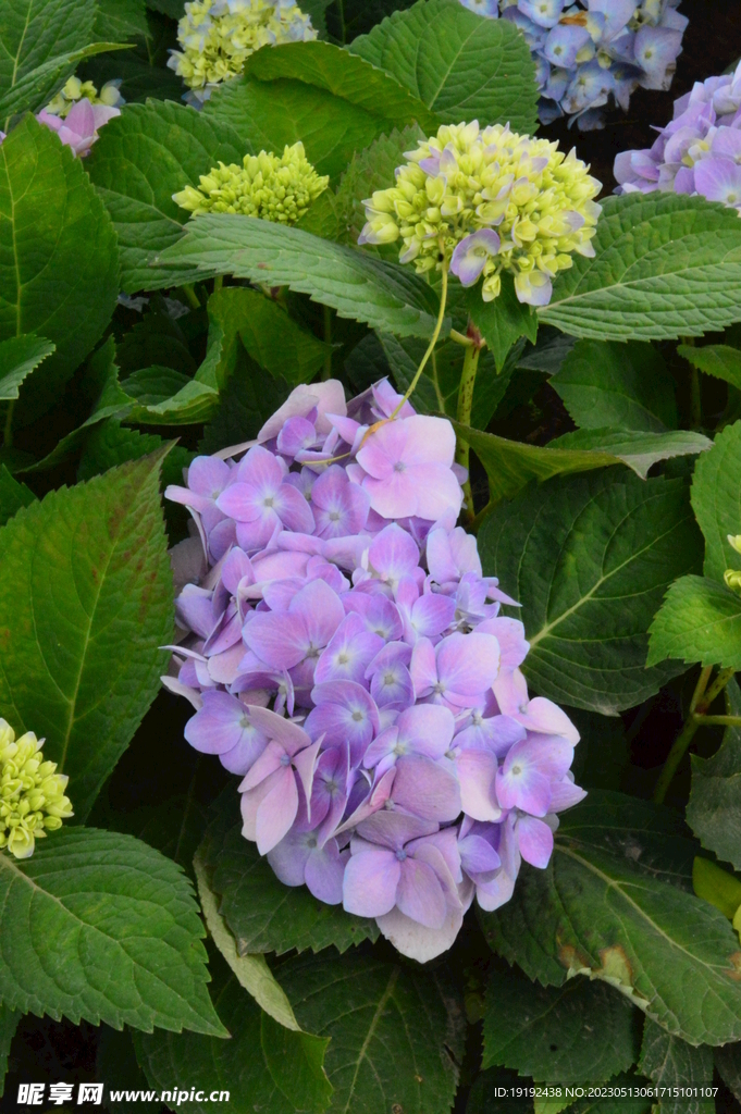 绣球花 