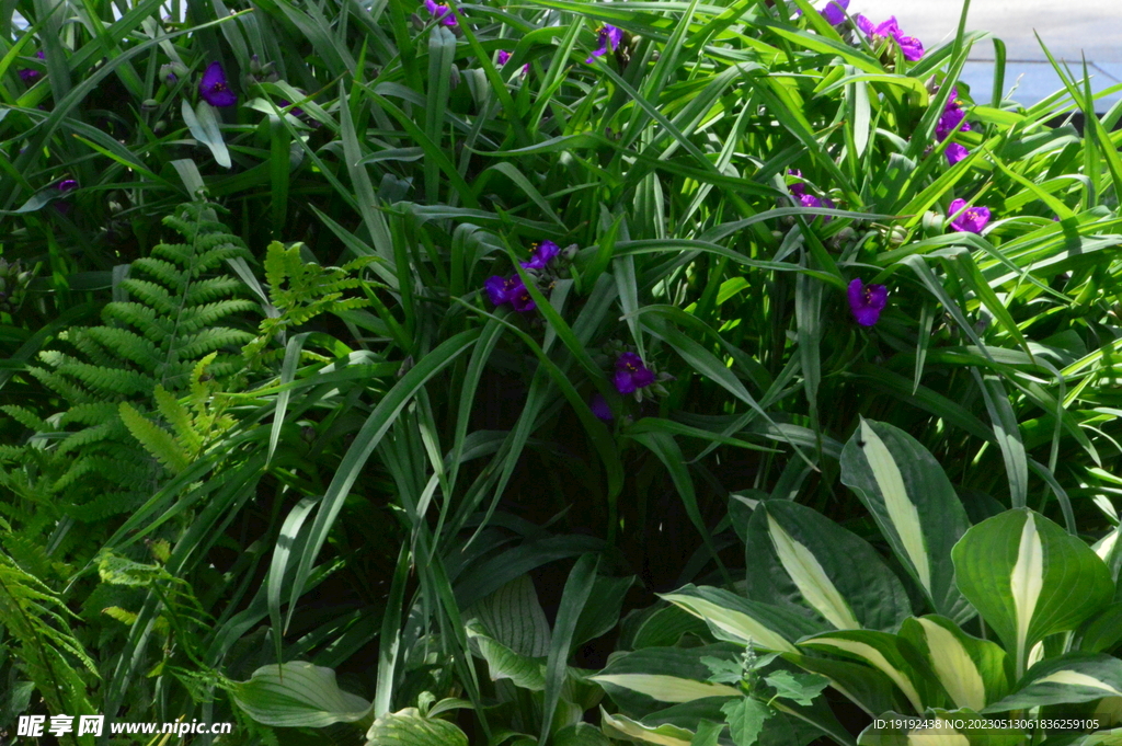 紫露草  