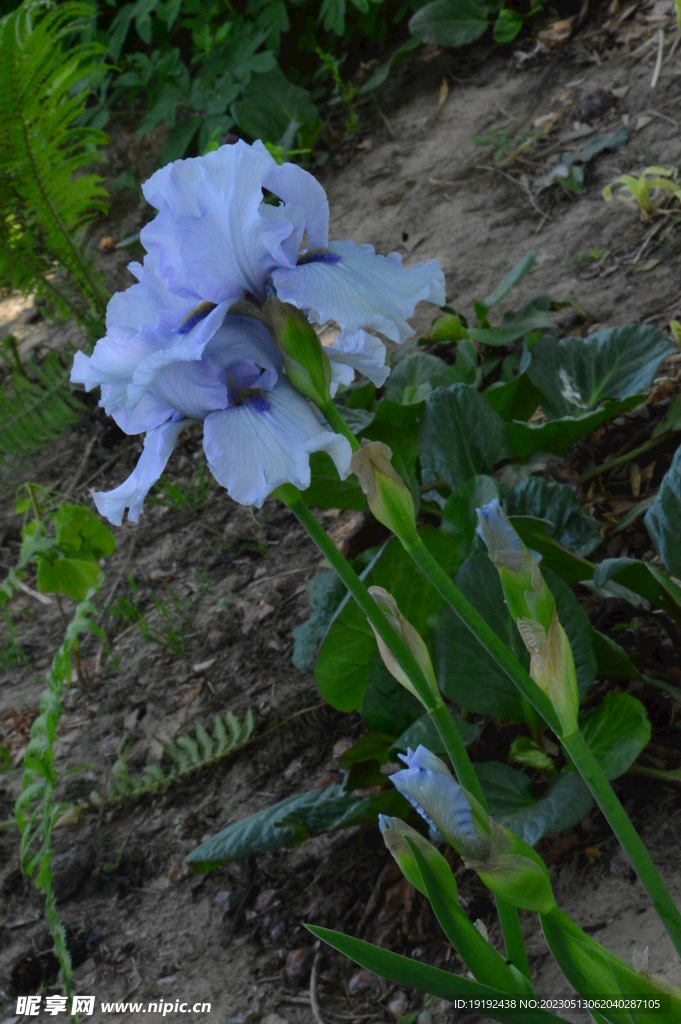 鸢尾花 