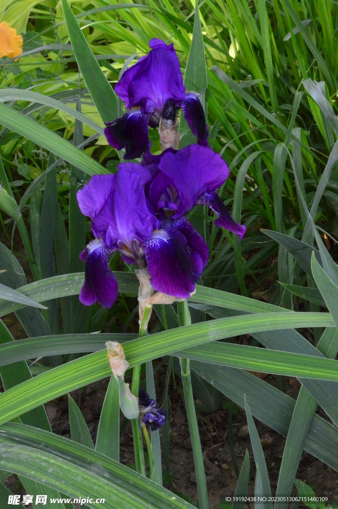 鸢尾花 