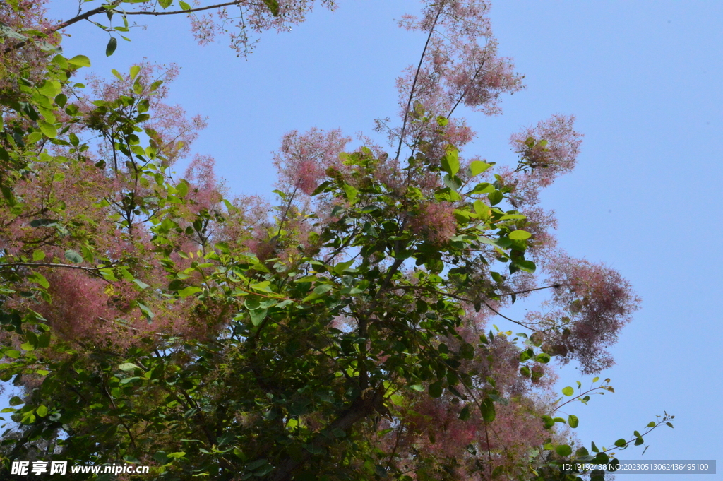 黄栌花 