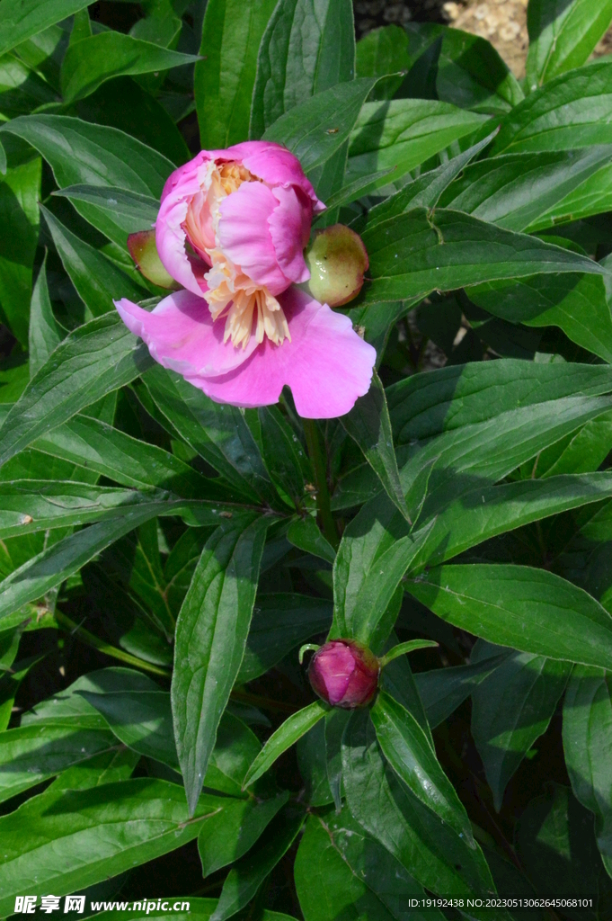 芍药花 