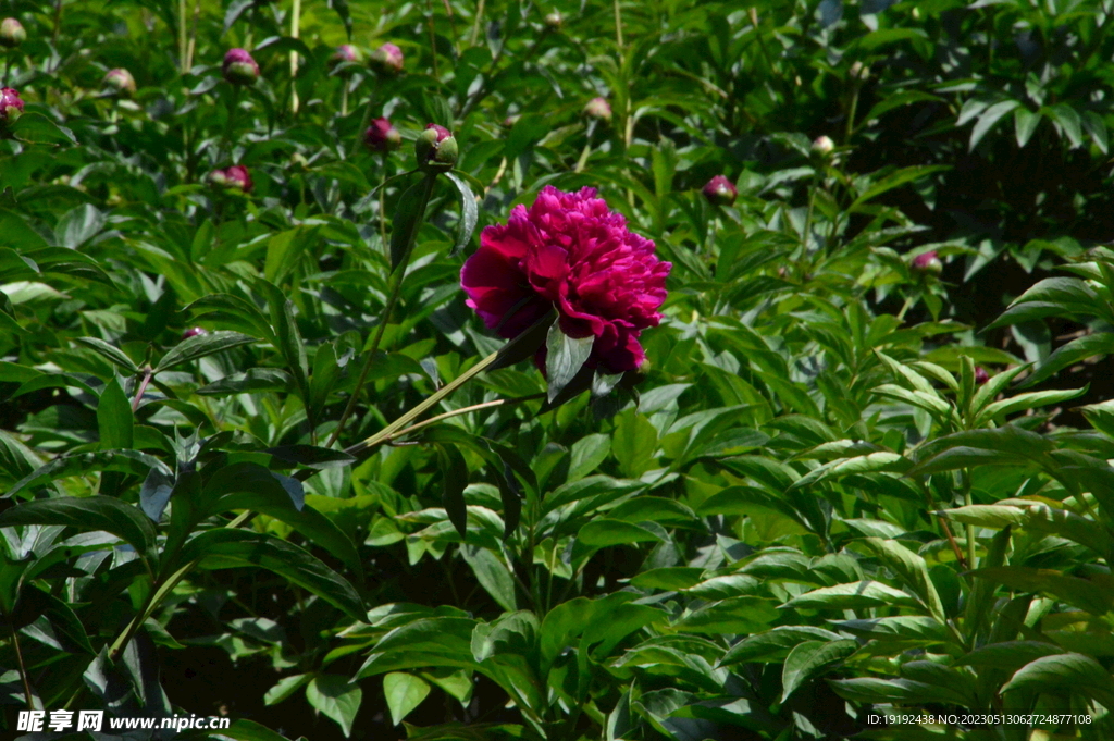 芍药花 
