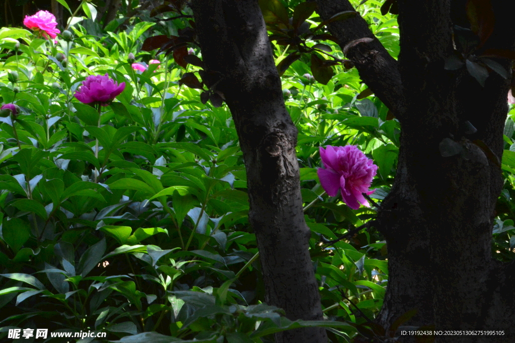 芍药花