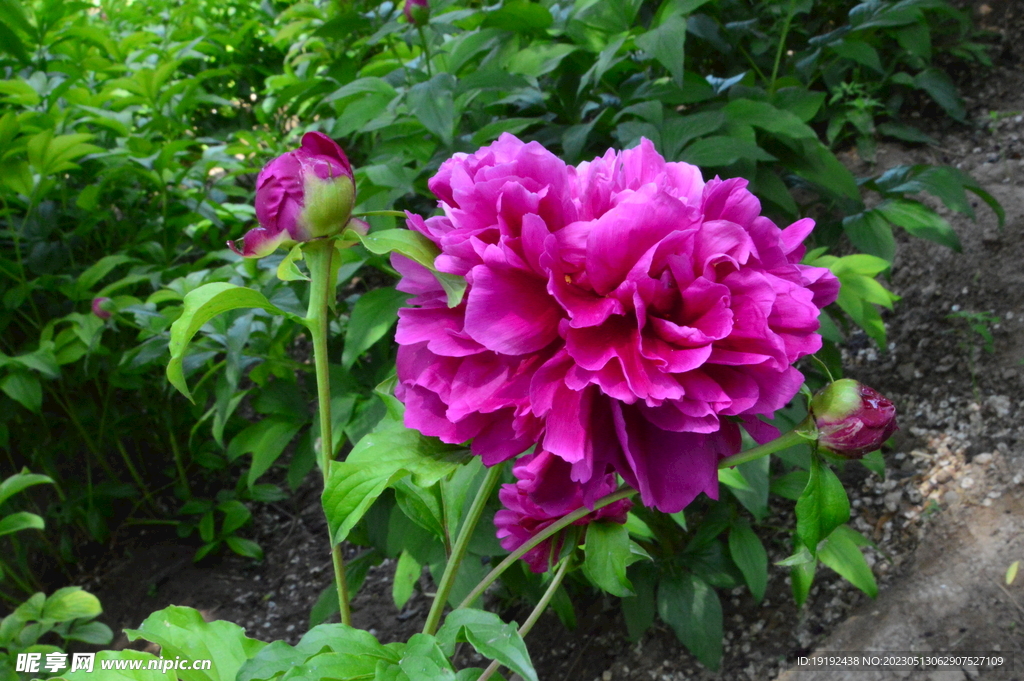 芍药花 