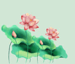 荷花
