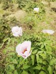 芍药花 