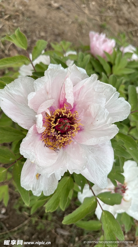芍药花  