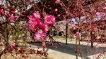 花开