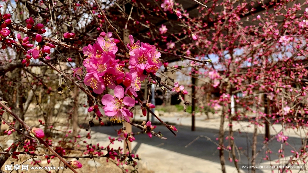 花开
