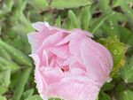 芍药花   