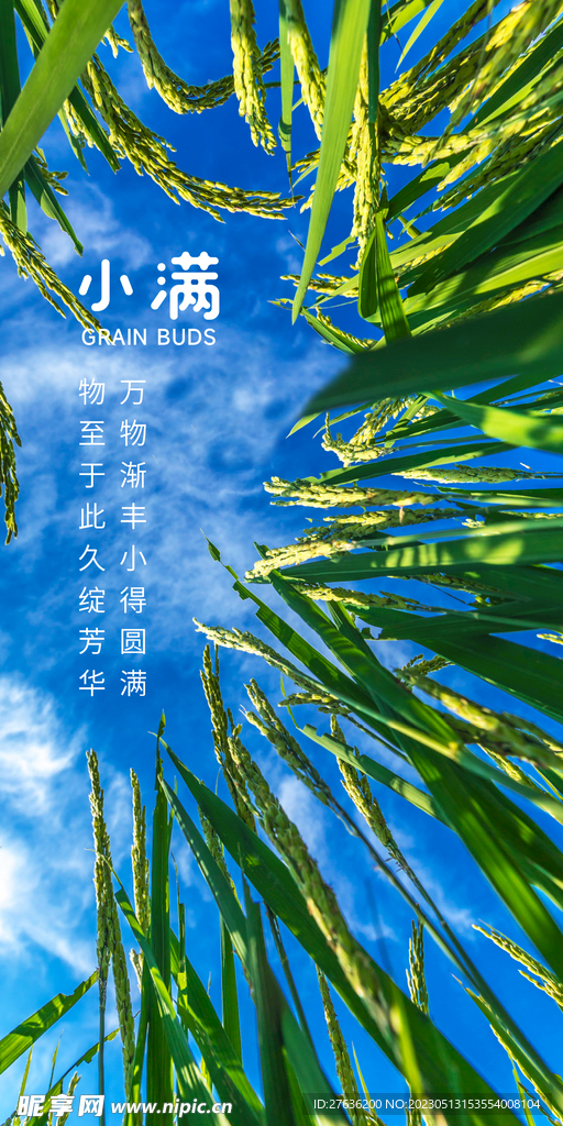 小满节气海报