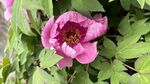 芍药花  