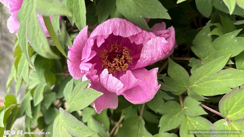 芍药花  