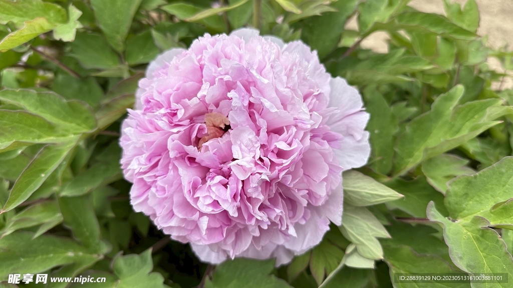 芍药花   