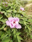 芍药花