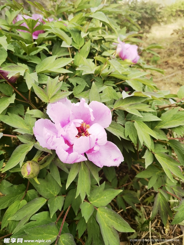 芍药花