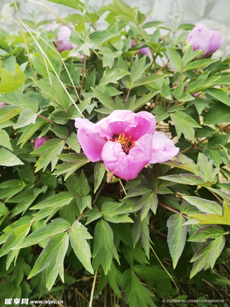 芍药花