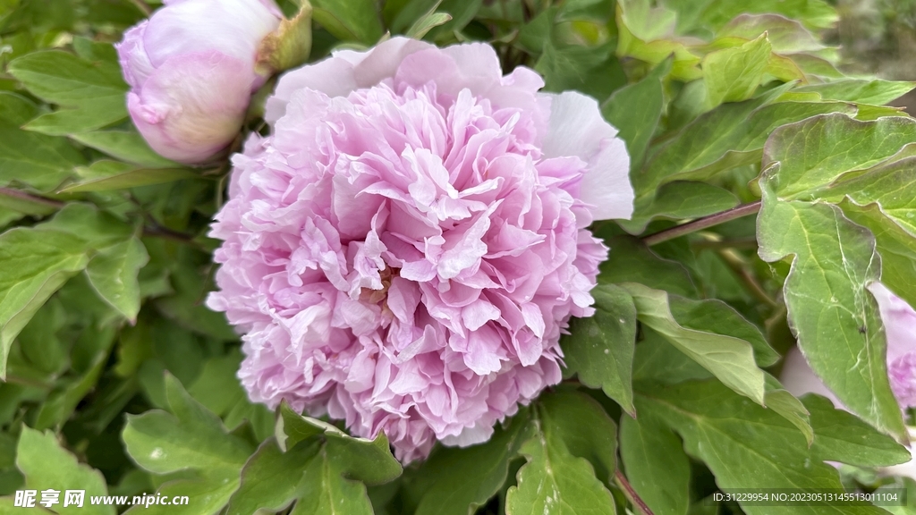 芍药   