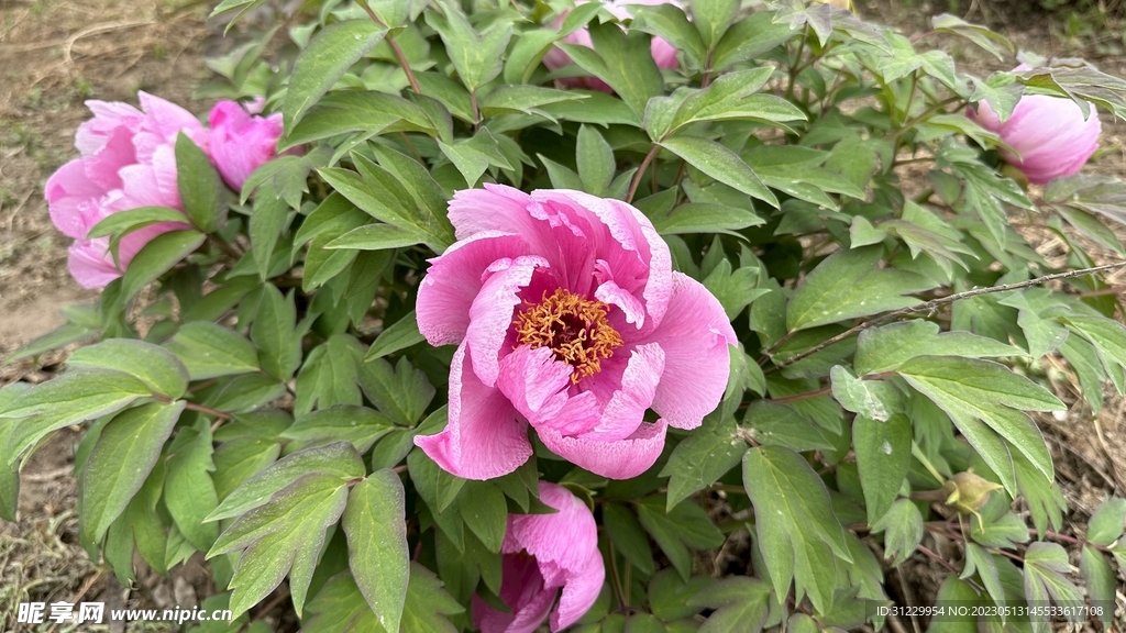   花 