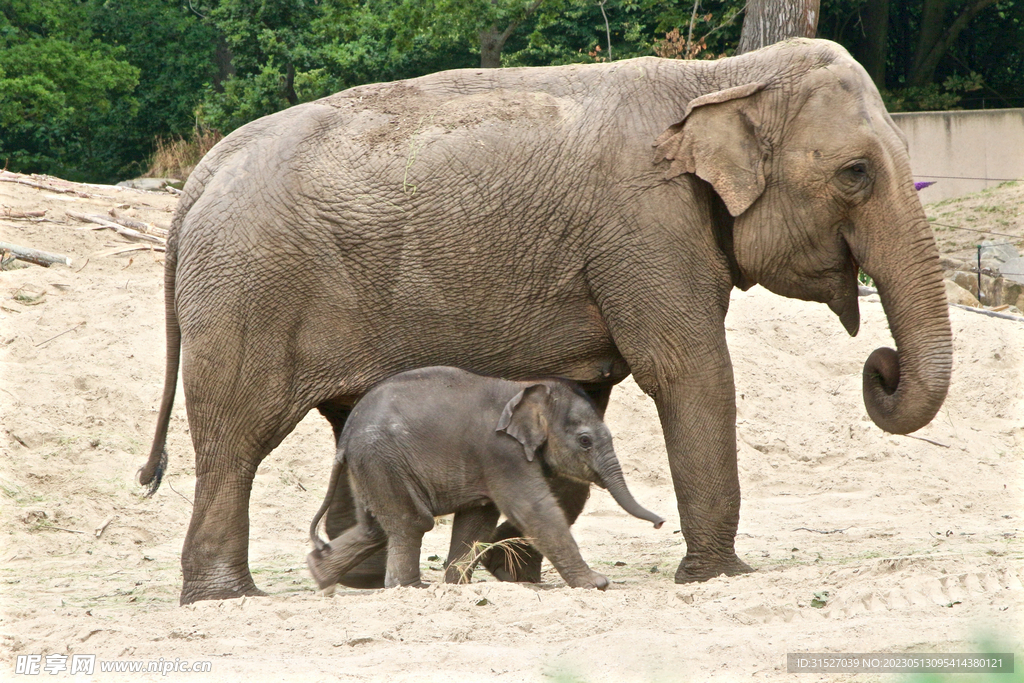 大象和小象摄影素材