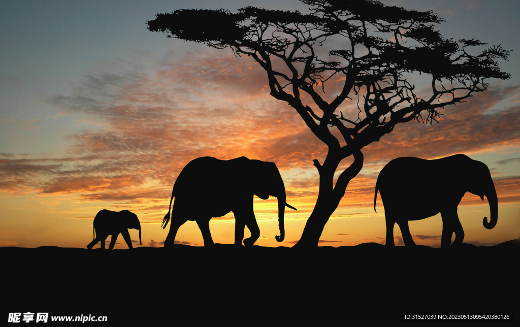 夕阳下的大象剪影