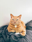 猫咪