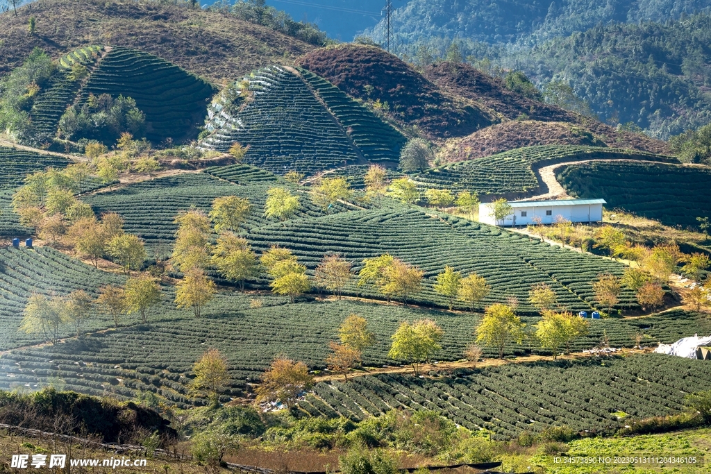山丘茶园