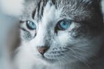 猫  