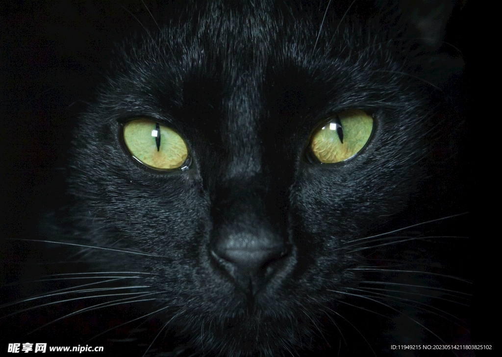 猫  