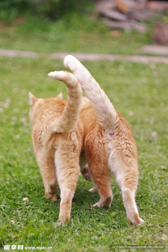 猫 