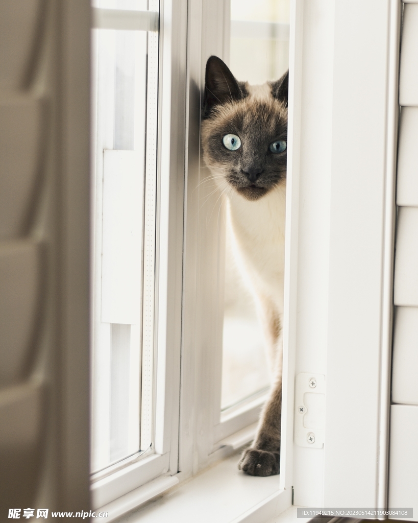 猫 