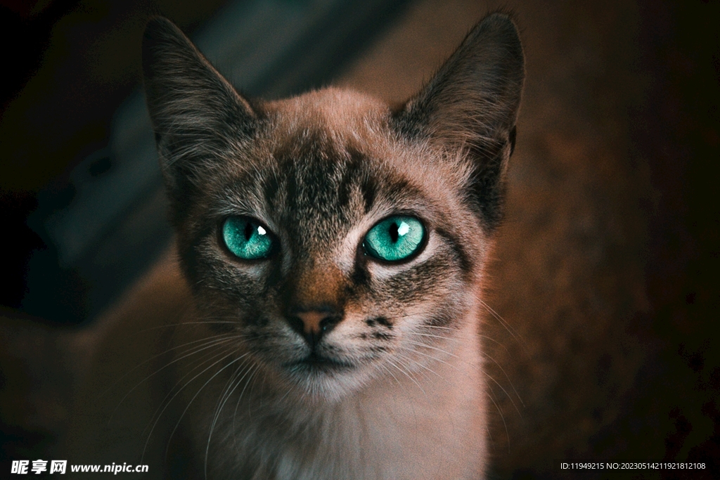 猫  