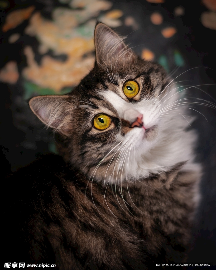 猫 