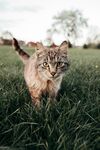 猫  