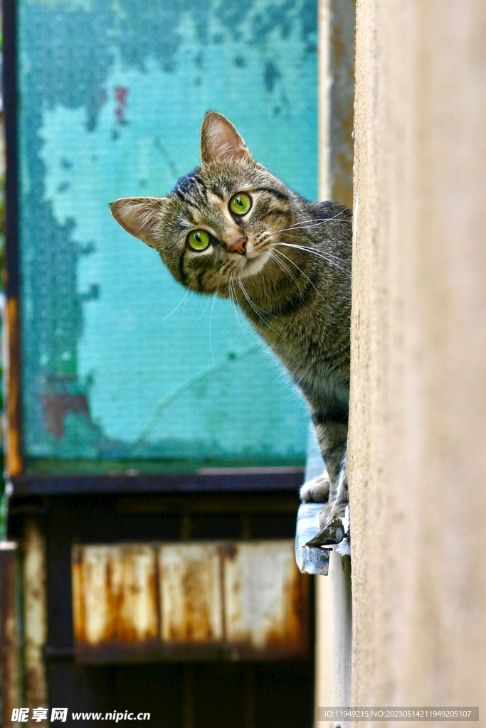 猫  