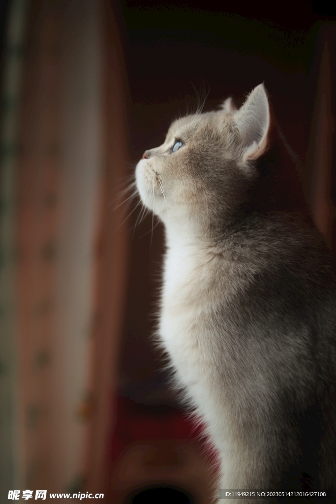 猫  