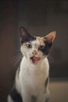猫 