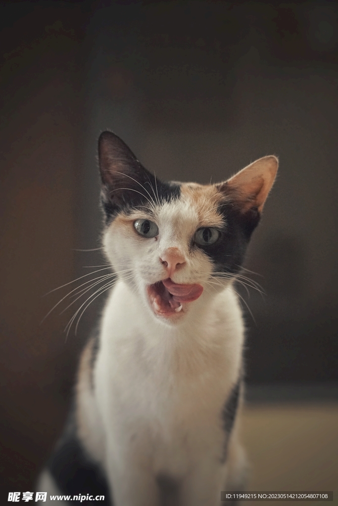 猫 