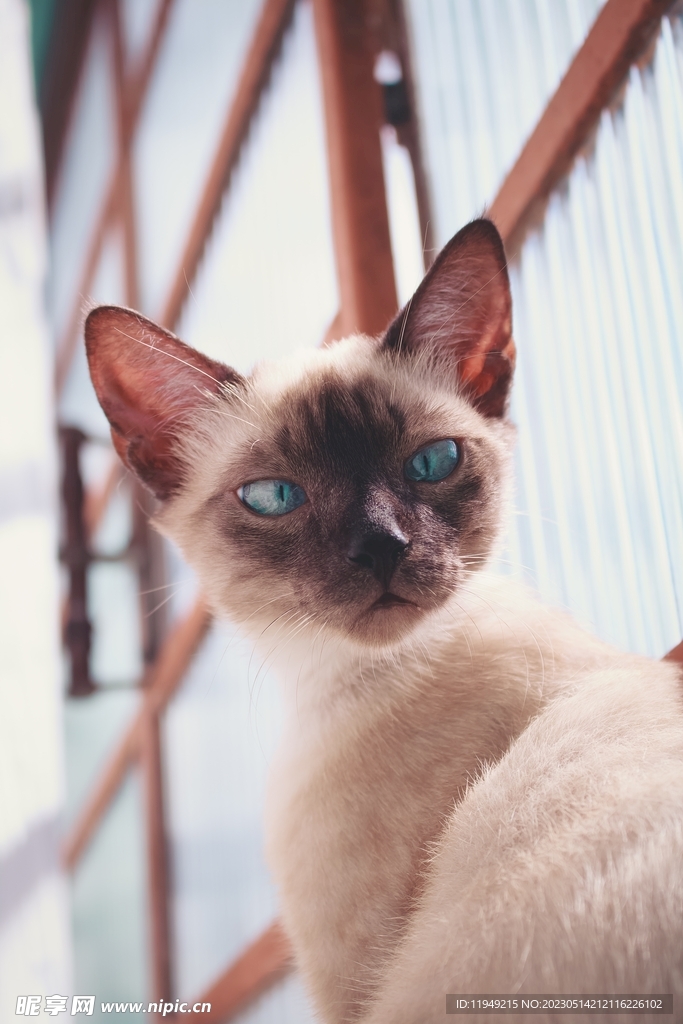 猫 